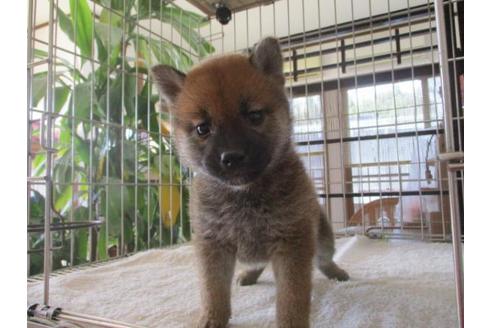 成約済の岡山県の柴犬-69400の2枚目