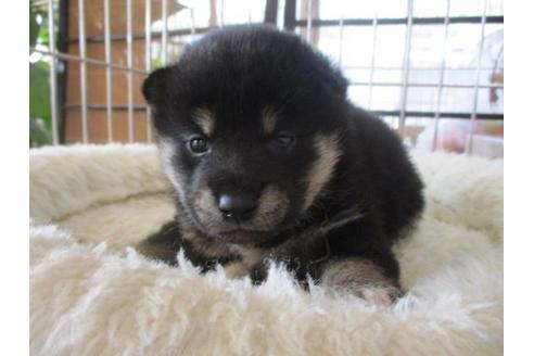 成約済の岡山県の柴犬-69402の2枚目