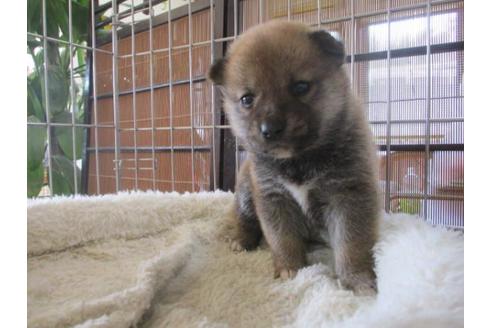 成約済の岡山県の柴犬-69404の2枚目