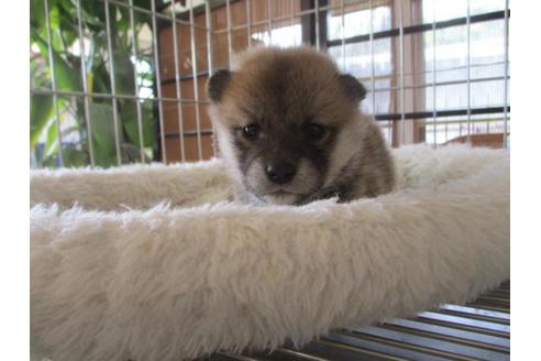 成約済の岡山県の柴犬-69405の2枚目