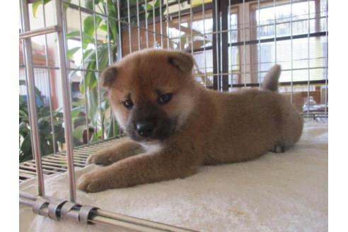 成約済の岡山県の柴犬-69406の2枚目