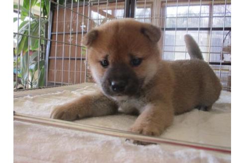 成約済の岡山県の柴犬-69406