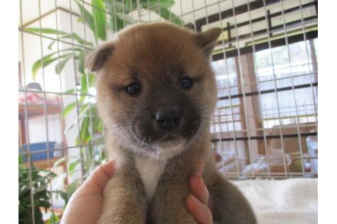 成約済の岡山県の柴犬-69407の2枚目