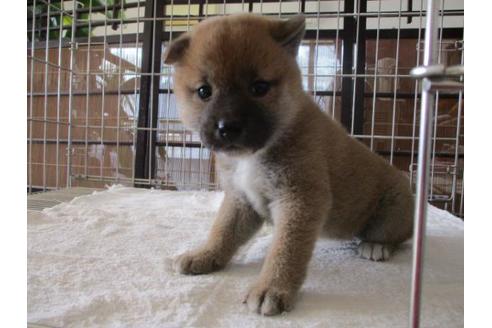 成約済の岡山県の柴犬-69407