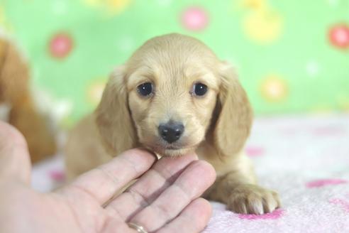 成約済の兵庫県のカニンヘンダックスフンド(ロングヘアード)-69417の1枚目