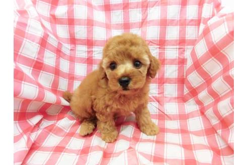 成約済の福岡県のトイプードル-69418の1枚目