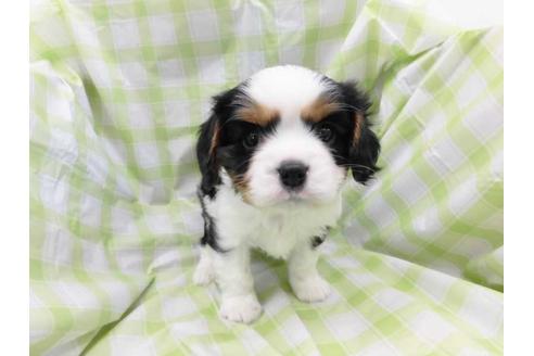 成約済の福岡県のキャバリアキングチャールズスパニエル-69422の1枚目