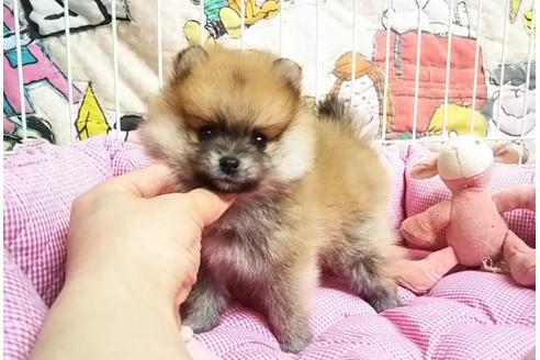 秋田県のポメラニアン 女の子 2019 02 14生まれ オレンジ 子犬id 69427 ブリーダーナビ