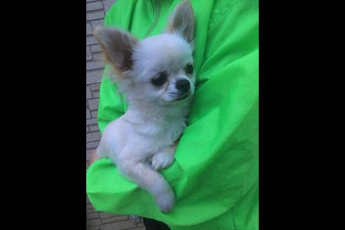 成約済の静岡県のチワワ(ロングコート)-68964の8枚目
