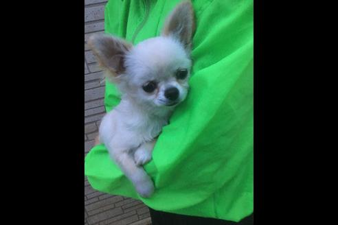 成約済の静岡県のチワワ(ロングコート)-68964の7枚目