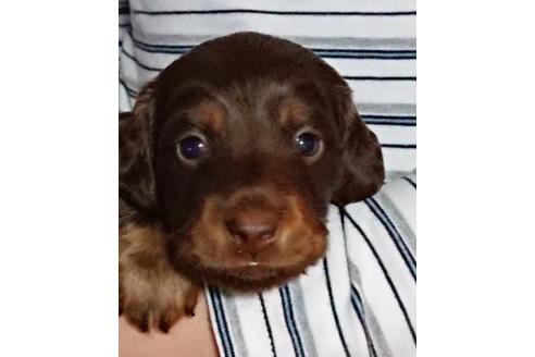 成約済の静岡県のミニチュアダックスフンド(ロングヘアード)-68258の4枚目