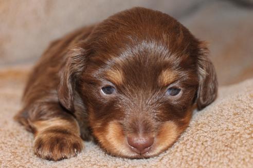 成約済の愛知県のカニンヘンダックスフンド(ロングヘアード)-69085の16枚目