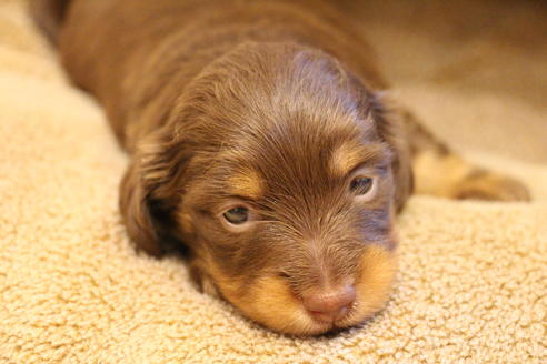 成約済の愛知県のカニンヘンダックスフンド(ロングヘアード)-69085の15枚目