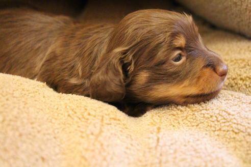 成約済の愛知県のカニンヘンダックスフンド(ロングヘアード)-69085の14枚目