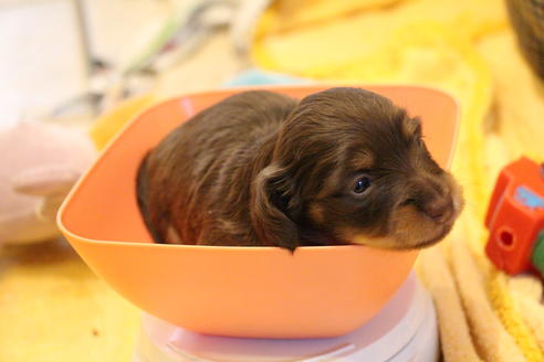 成約済の愛知県のカニンヘンダックスフンド(ロングヘアード)-69085の13枚目