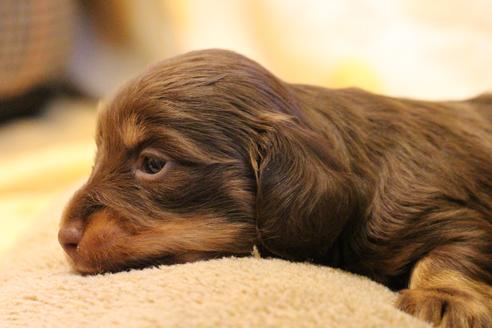 成約済の愛知県のカニンヘンダックスフンド(ロングヘアード)-69085の12枚目