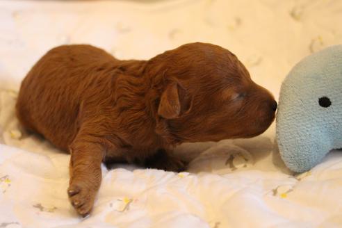 成約済の愛知県のトイプードル-69447の33枚目