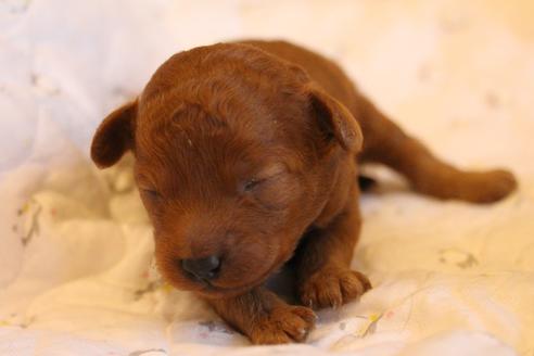 成約済の愛知県のトイプードル-69447の32枚目