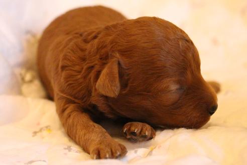 成約済の愛知県のトイプードル-69447の31枚目