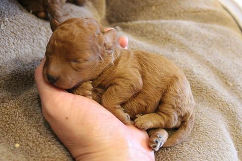 成約済の愛知県のトイプードル-69447の30枚目