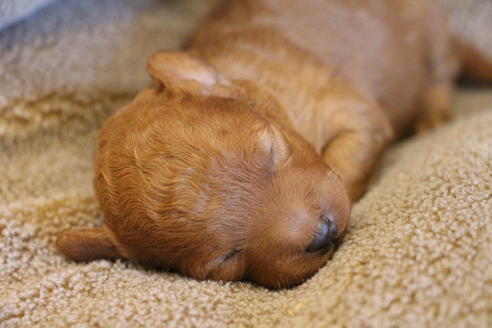 成約済の愛知県のトイプードル-69447の29枚目