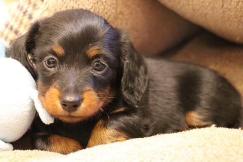 成約済の愛知県のカニンヘンダックスフンド(ロングヘアード)-68114