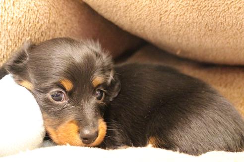 成約済の愛知県のカニンヘンダックスフンド(ロングヘアード)-68114の4枚目