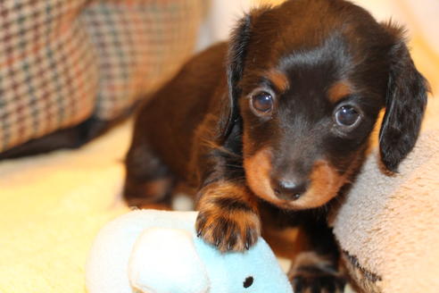 成約済の愛知県のカニンヘンダックスフンド(ロングヘアード)-68114の3枚目
