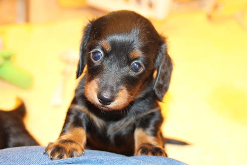 成約済の愛知県のカニンヘンダックスフンド(ロングヘアード)-68114の2枚目