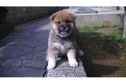 成約済の福岡県の豆柴-67430の1枚目