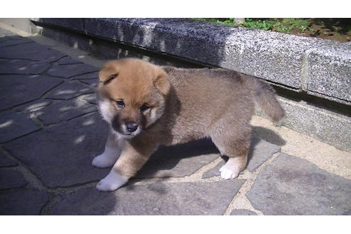 成約済の福岡県の豆柴-67430の5枚目