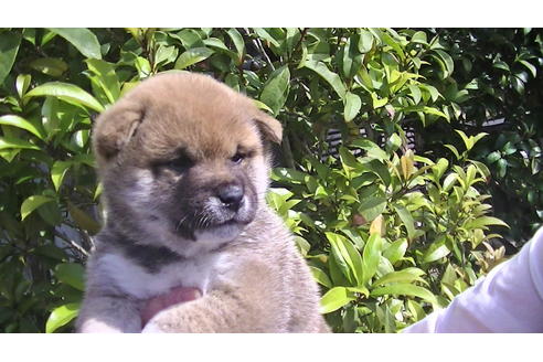 成約済の福岡県の豆柴-67430の4枚目