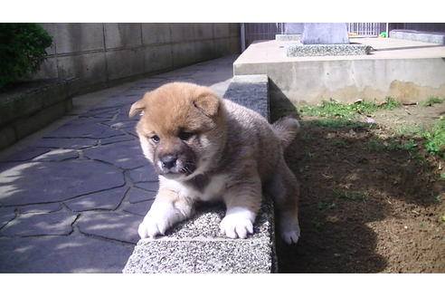 成約済の福岡県の豆柴-67430の3枚目