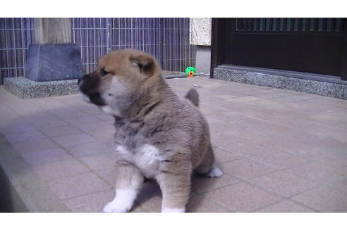 成約済の福岡県の豆柴-67430の2枚目