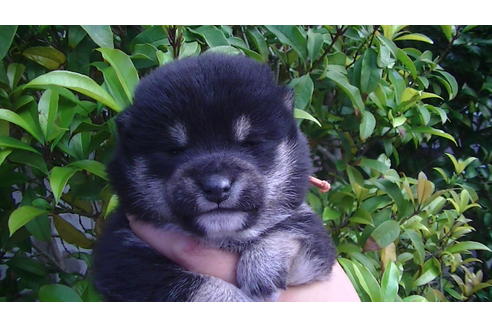 成約済の福岡県の豆柴-68337の6枚目