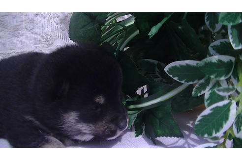 成約済の福岡県の豆柴-68337の5枚目