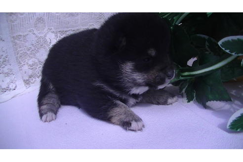 成約済の福岡県の豆柴-68337の1枚目