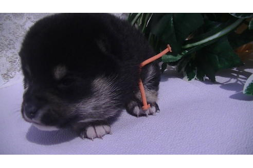 成約済の福岡県の豆柴-68337の4枚目