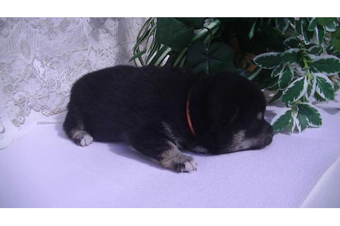 成約済の福岡県の豆柴-68337の3枚目