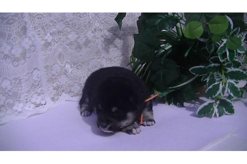 成約済の福岡県の豆柴-68337の2枚目