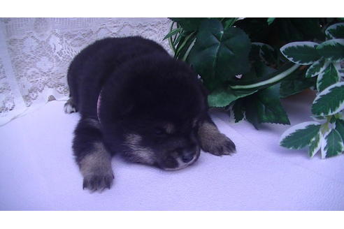 成約済の福岡県の豆柴-68336の5枚目