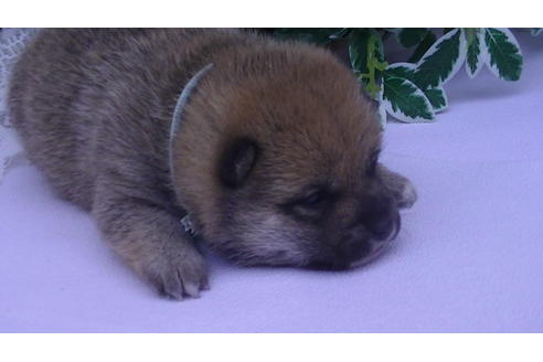 成約済の福岡県の豆柴-68335の7枚目