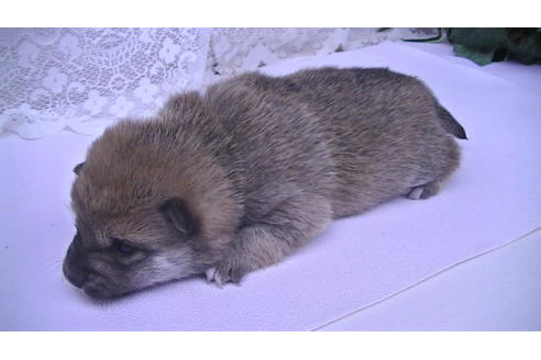 成約済の福岡県の豆柴-68334の6枚目