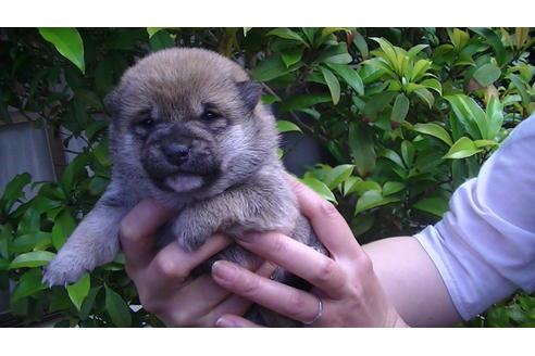 成約済の福岡県の豆柴-68334の5枚目