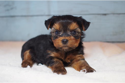 子犬