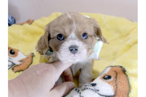 成約済の埼玉県のキャバリアキングチャールズスパニエル-66714