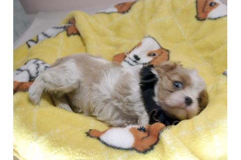 成約済の埼玉県のキャバリアキングチャールズスパニエル-68627の3枚目