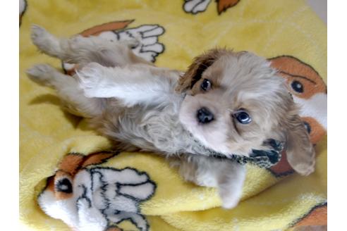 成約済の埼玉県のキャバリアキングチャールズスパニエル-68628の3枚目