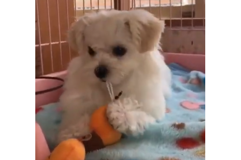 茨城県のマルチーズ 男の子 19 01 01生まれ ホワイト 子犬id ブリーダーナビ