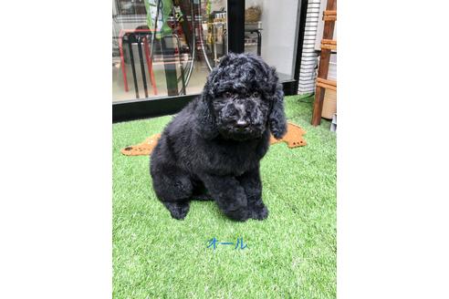 成約済の東京都のミックス犬-64897
